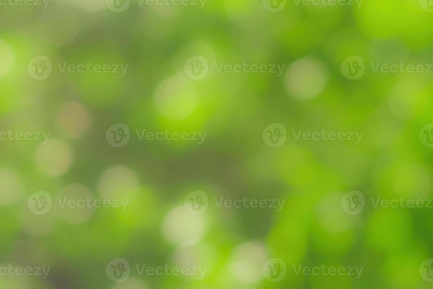 Blurred bokeh background image of bright green foliage in spring or summer. photo