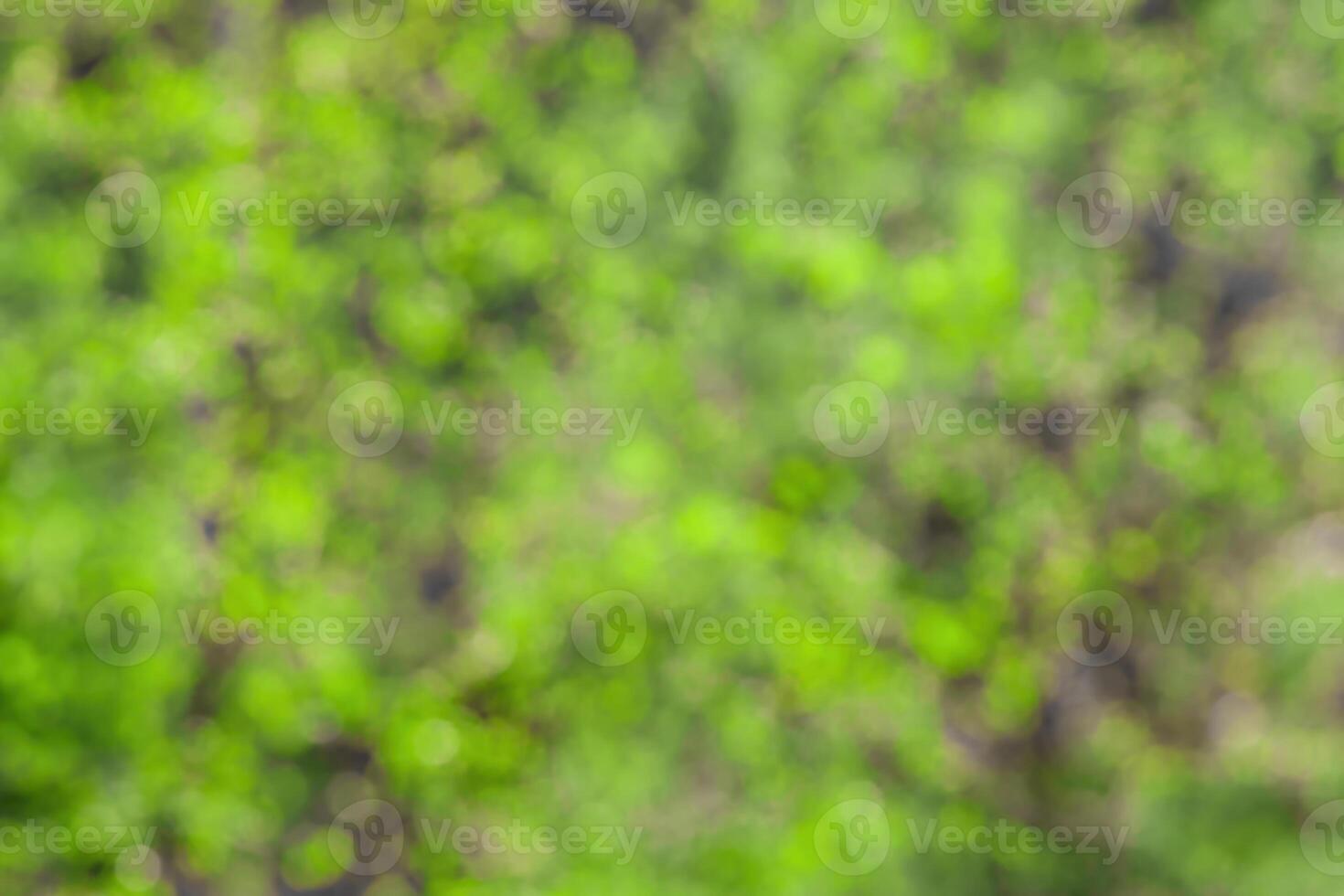 Blurred bokeh background image of bright green foliage in spring or summer. photo