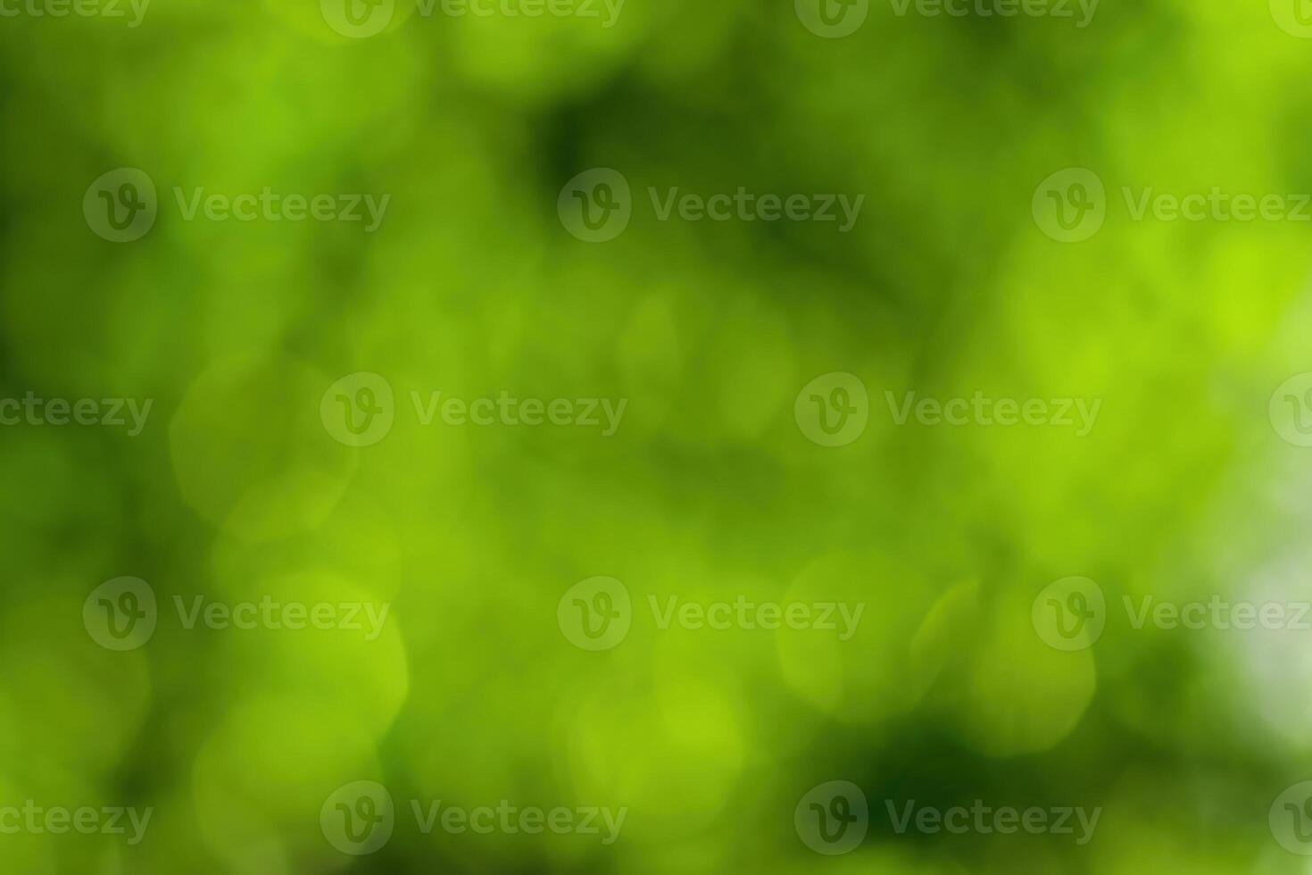 Blurred bokeh background image of bright green foliage in spring or summer. photo