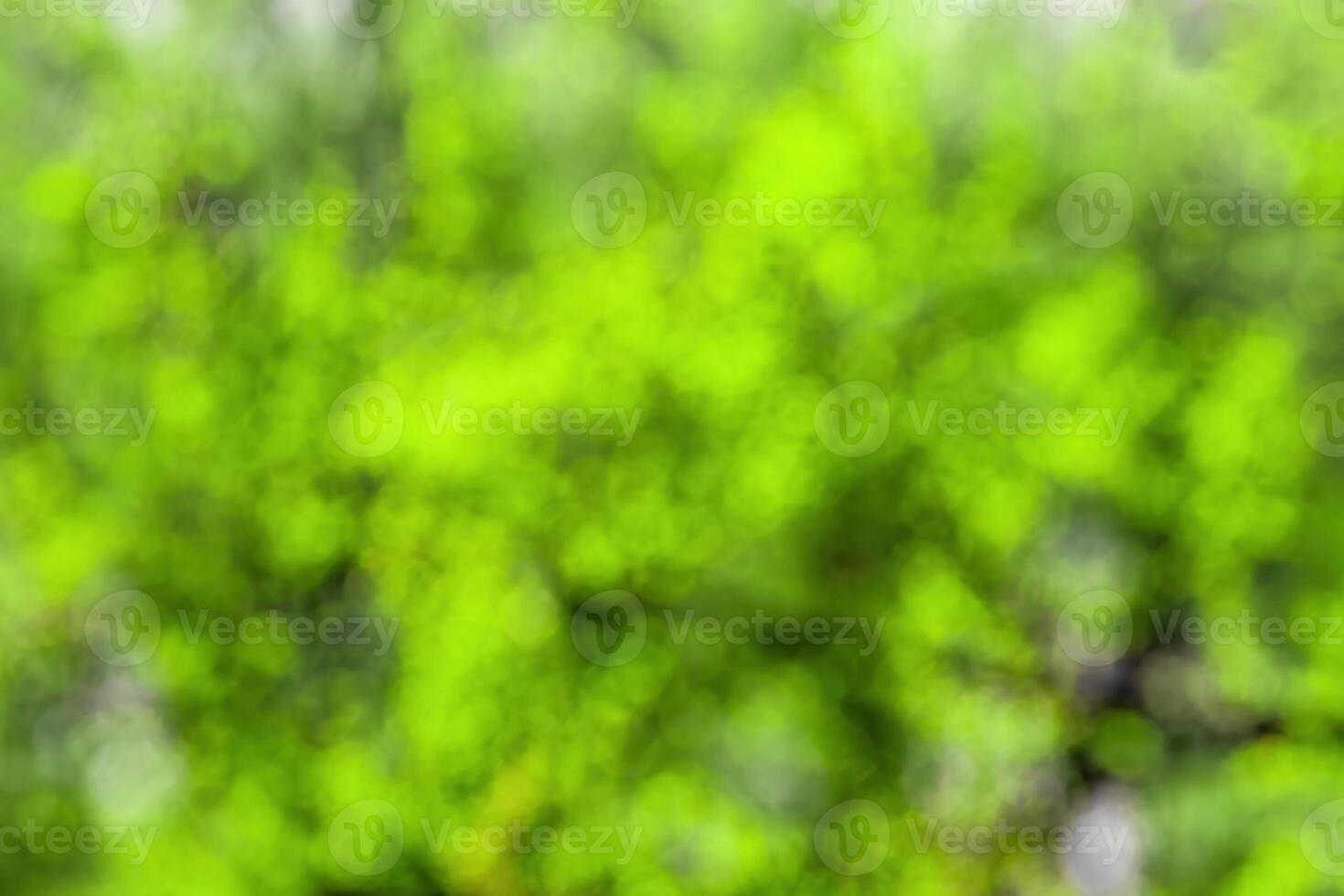 Blurred bokeh background image of bright green foliage in spring or summer. photo