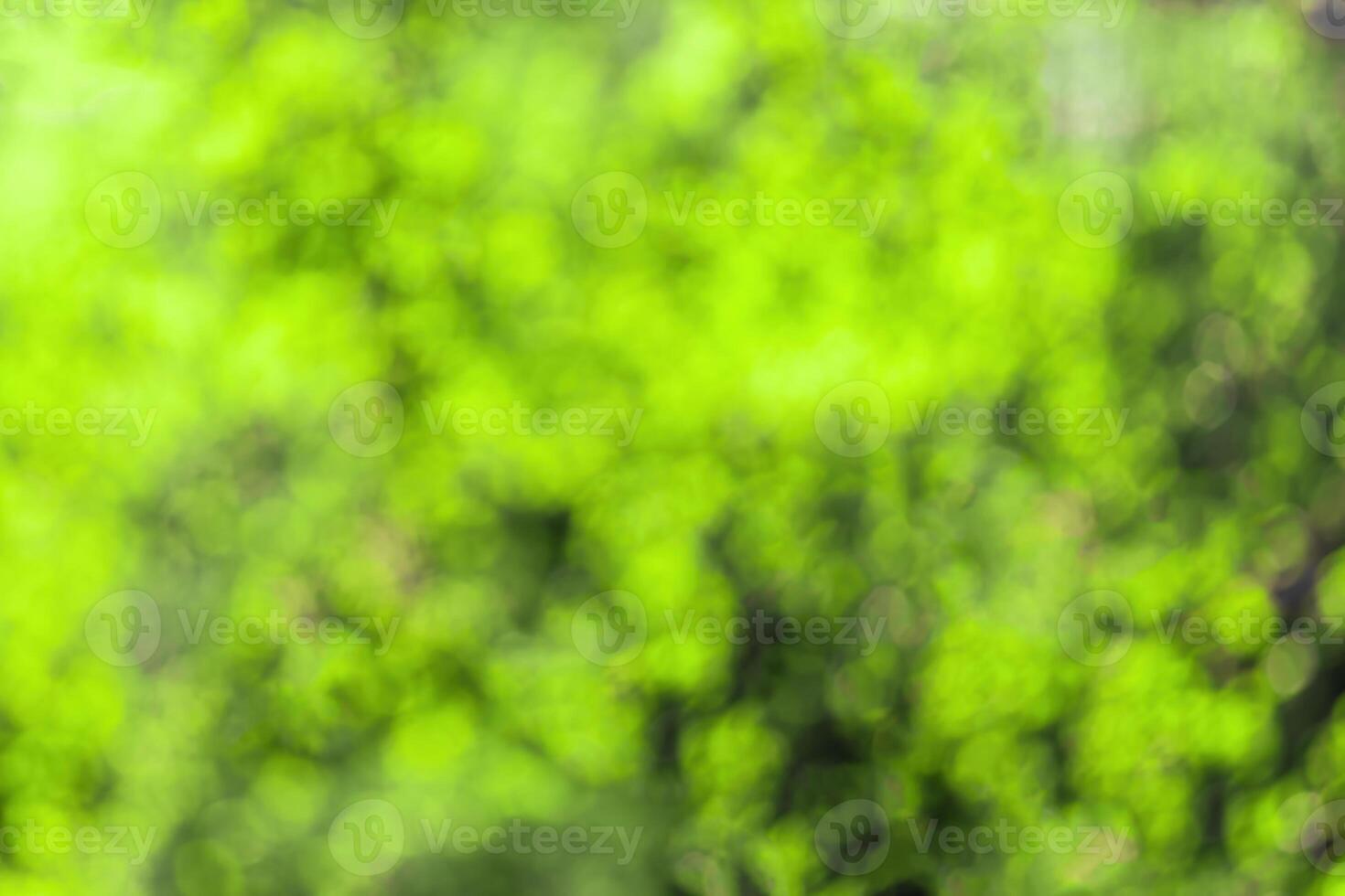 Blurred bokeh background image of bright green foliage in spring or summer. photo