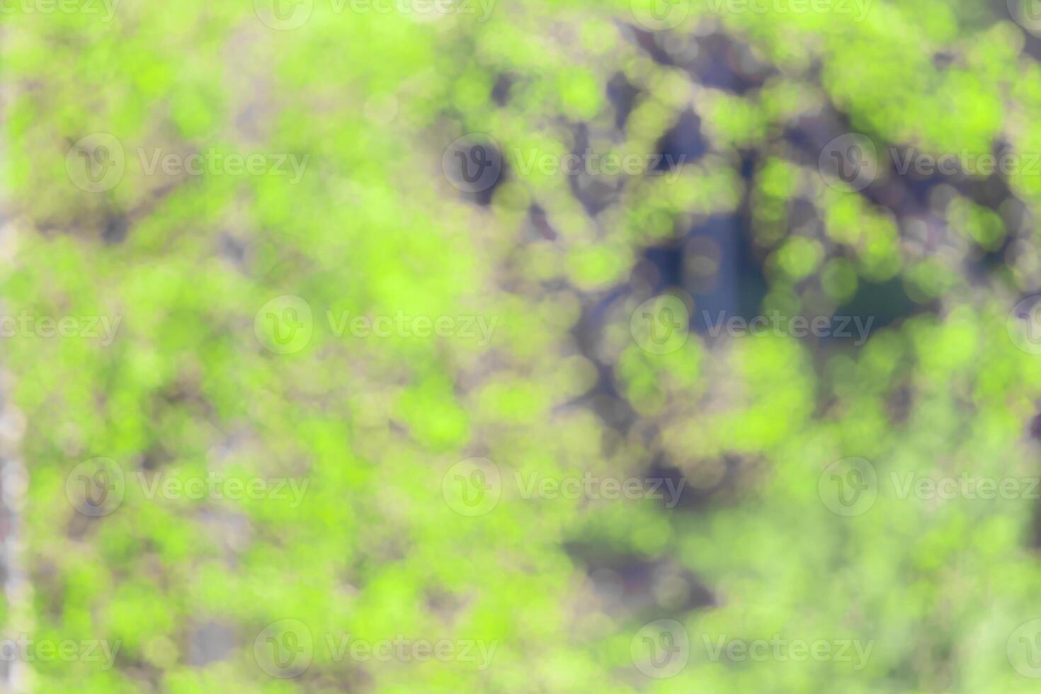 Blurred bokeh background image of bright green foliage in spring or summer. photo