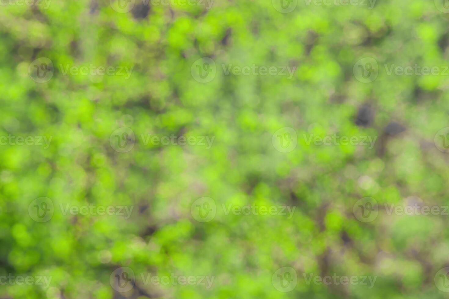 Blurred bokeh background image of bright green foliage in spring or summer. photo