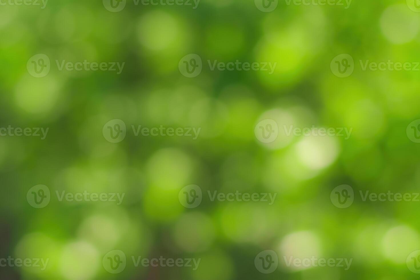Blurred bokeh background image of bright green foliage in spring or summer. photo