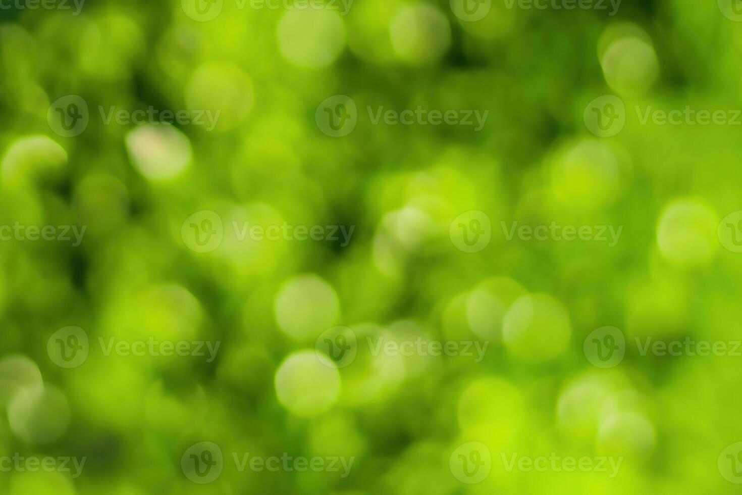 Blurred bokeh background image of bright green foliage in spring or summer. photo