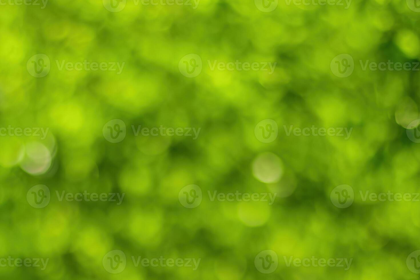 Blurred bokeh background image of bright green foliage in spring or summer. photo