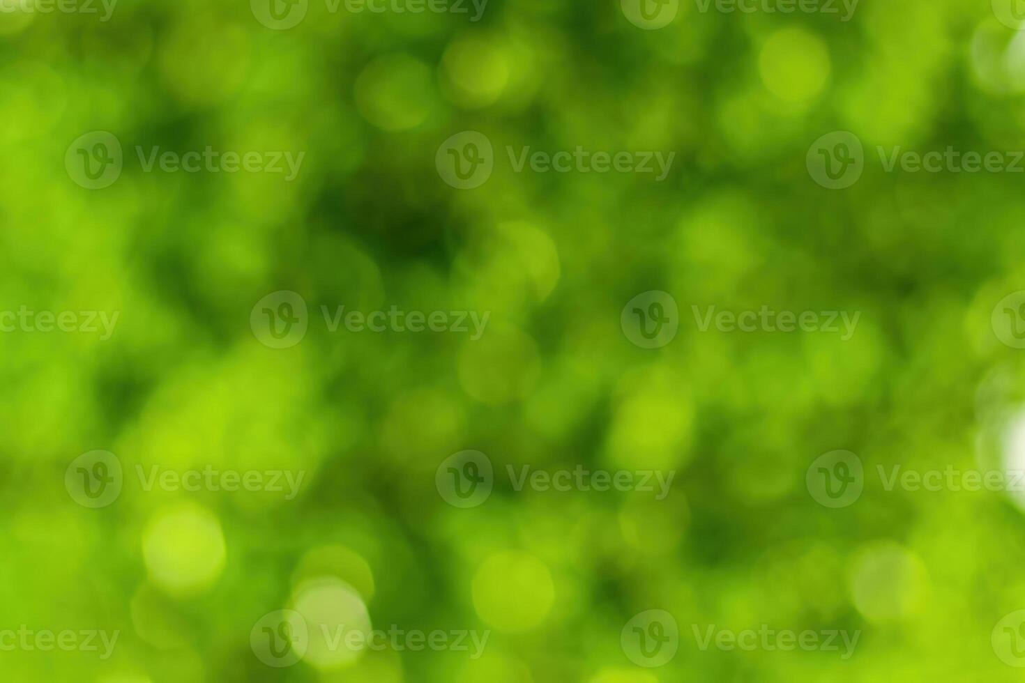 Blurred bokeh background image of bright green foliage in spring or summer. photo