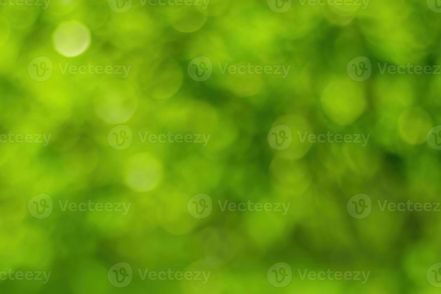 Blurred bokeh background image of bright green foliage in spring or summer. photo