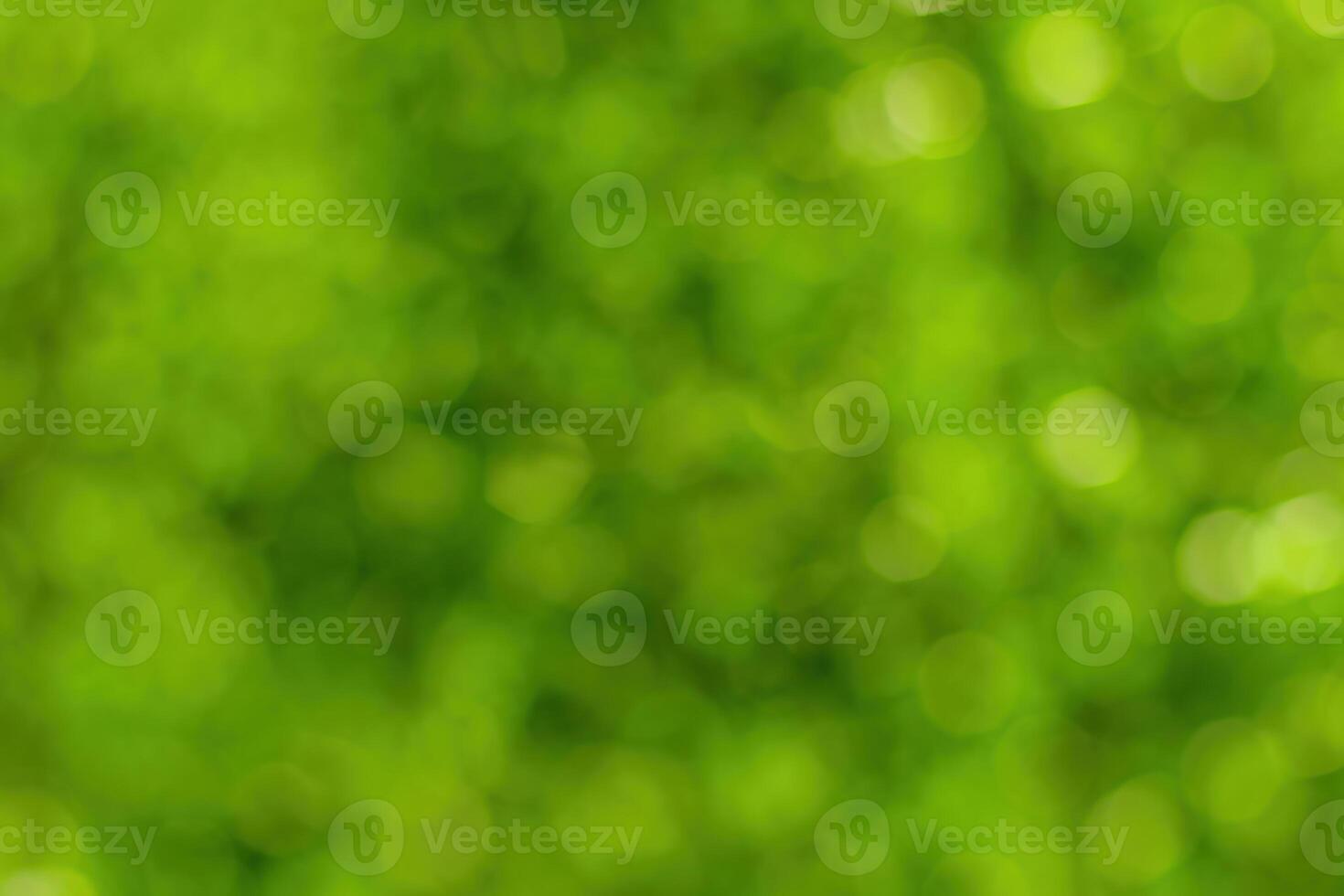 Blurred bokeh background image of bright green foliage in spring or summer. photo