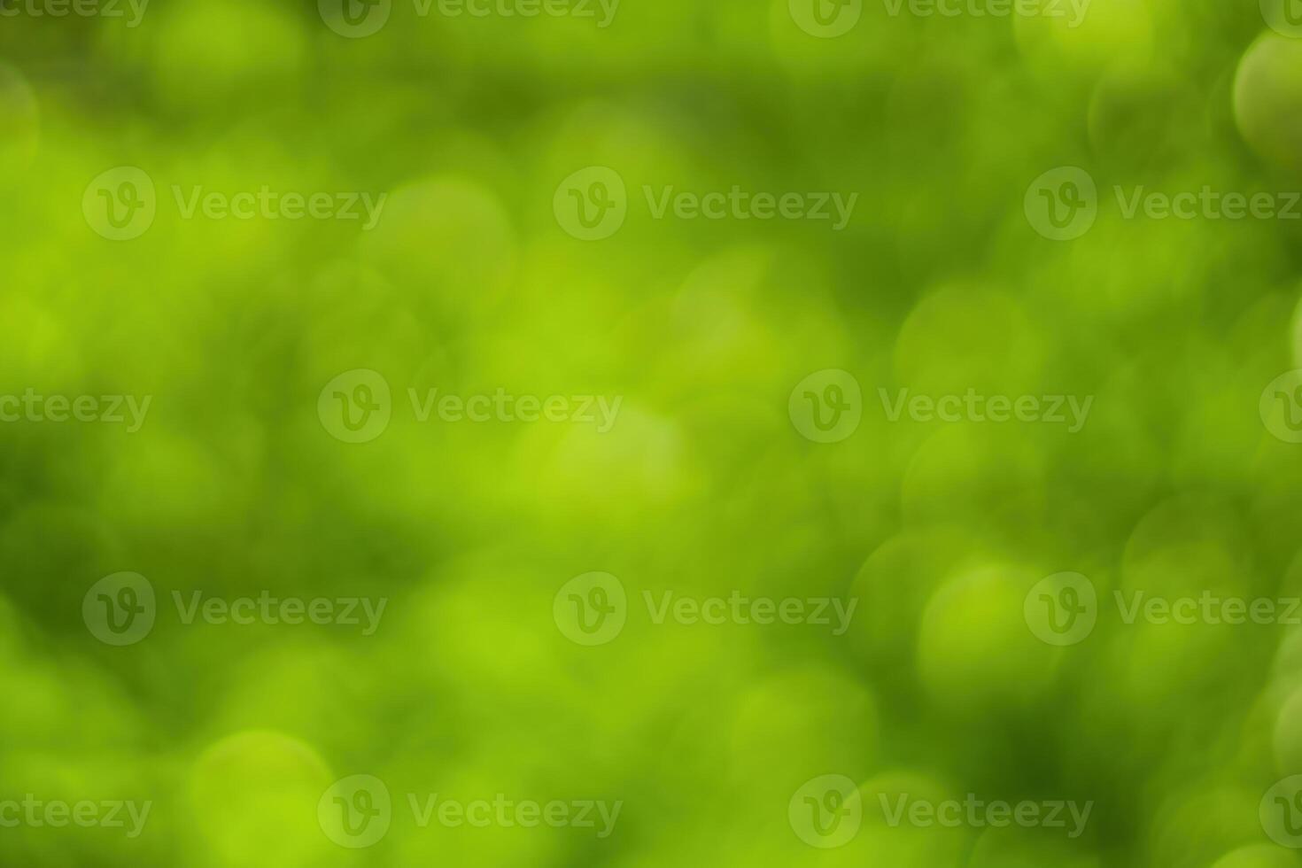 Blurred bokeh background image of bright green foliage in spring or summer. photo