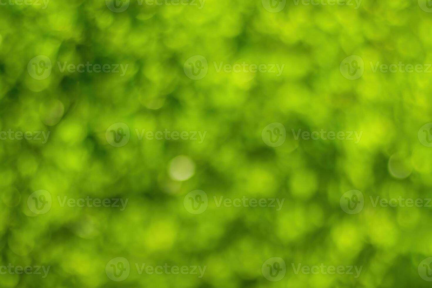 Blurred bokeh background image of bright green foliage in spring or summer. photo