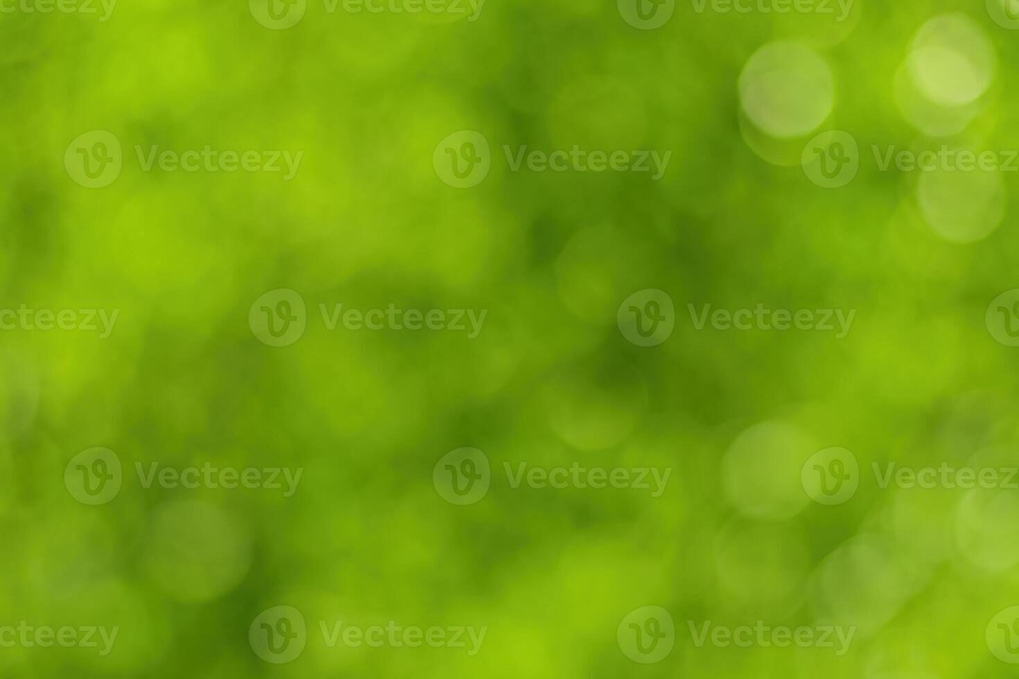 Blurred bokeh background image of bright green foliage in spring or summer. photo