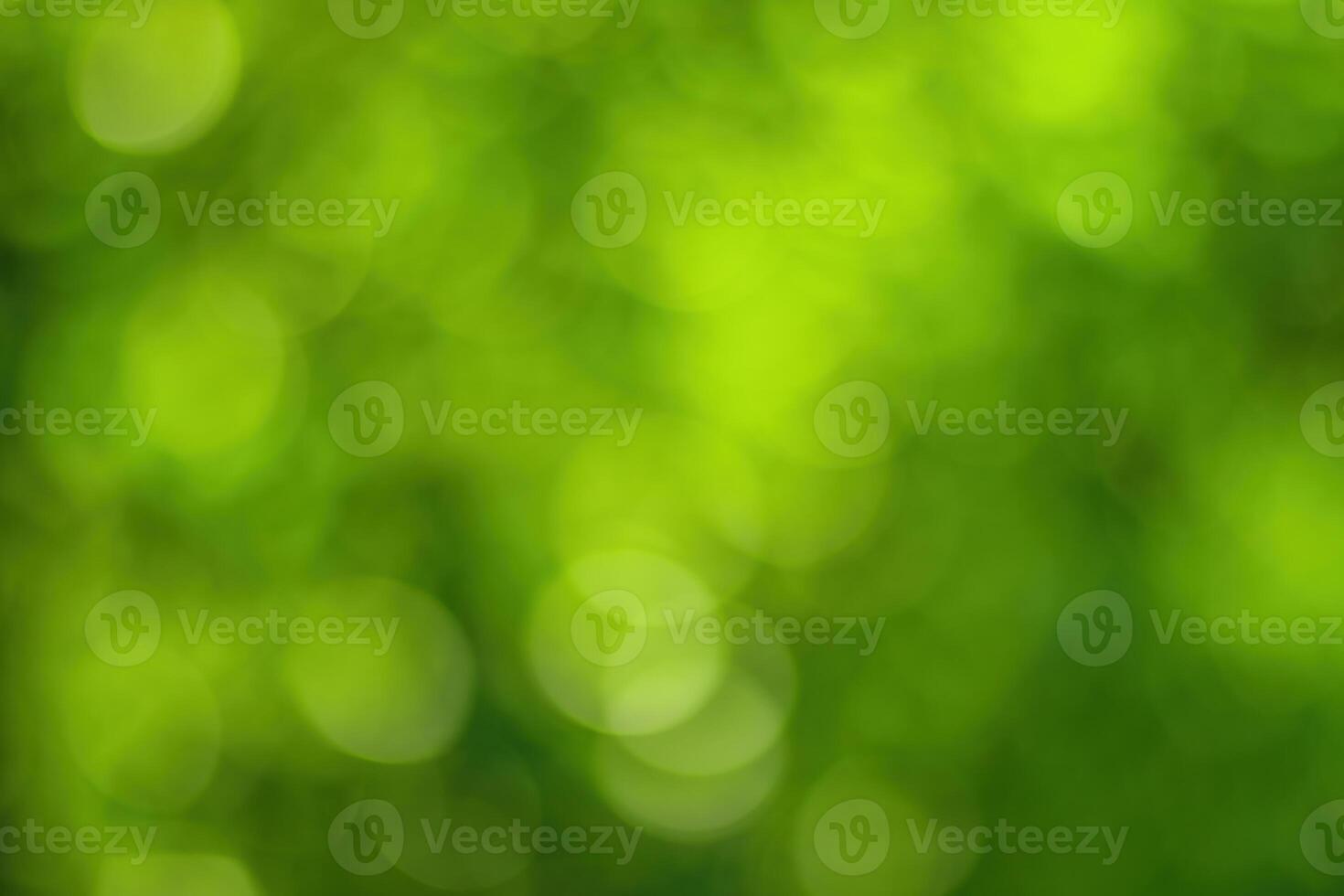Blurred bokeh background image of bright green foliage in spring or summer. photo