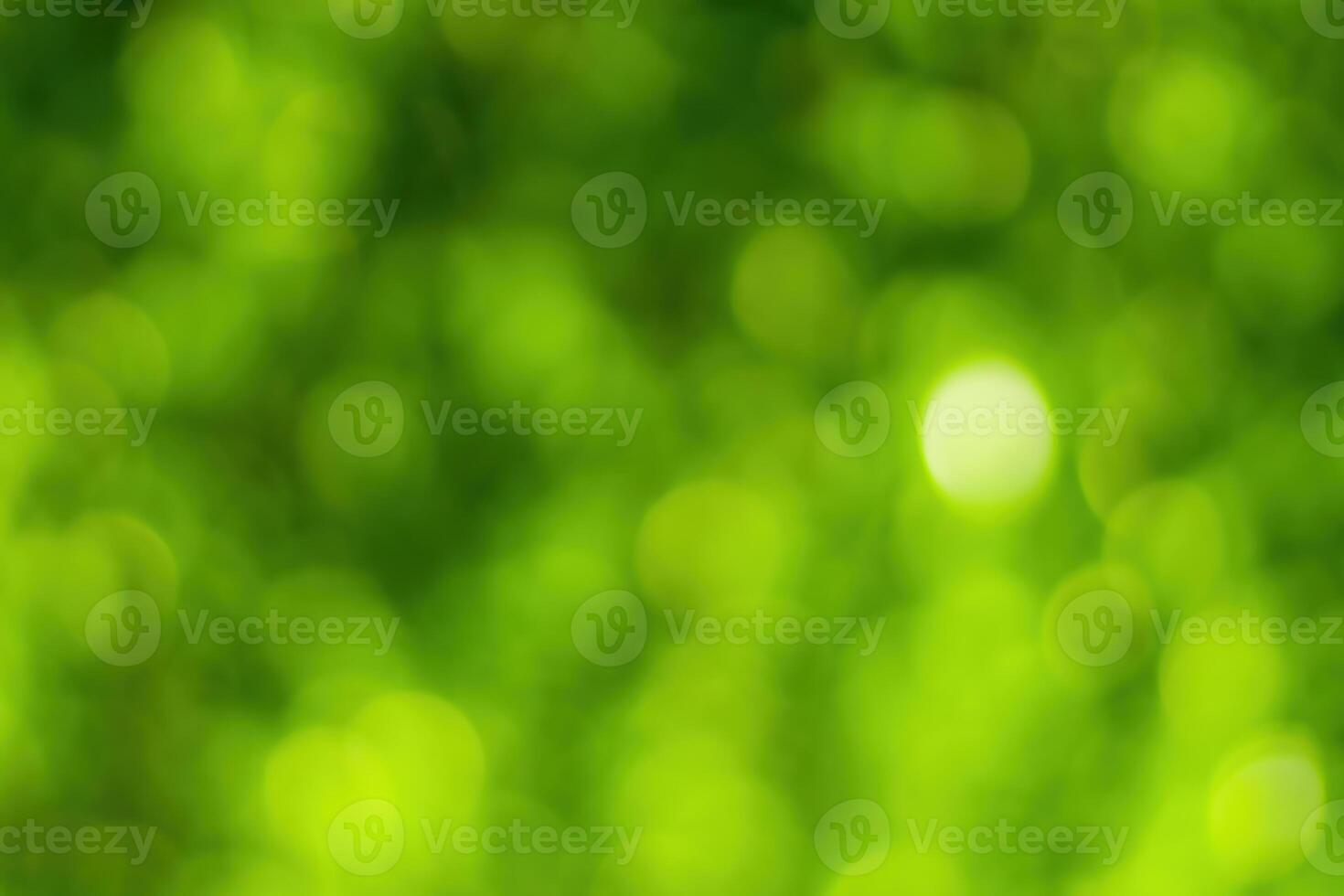 Blurred bokeh background image of bright green foliage in spring or summer. photo