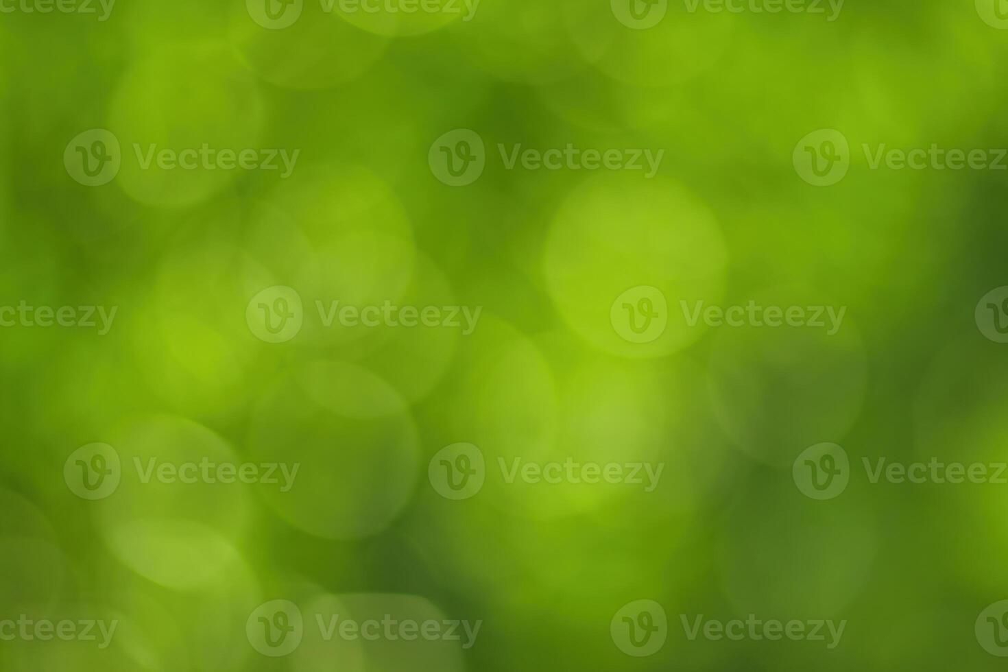 Blurred bokeh background image of bright green foliage in spring or summer. photo