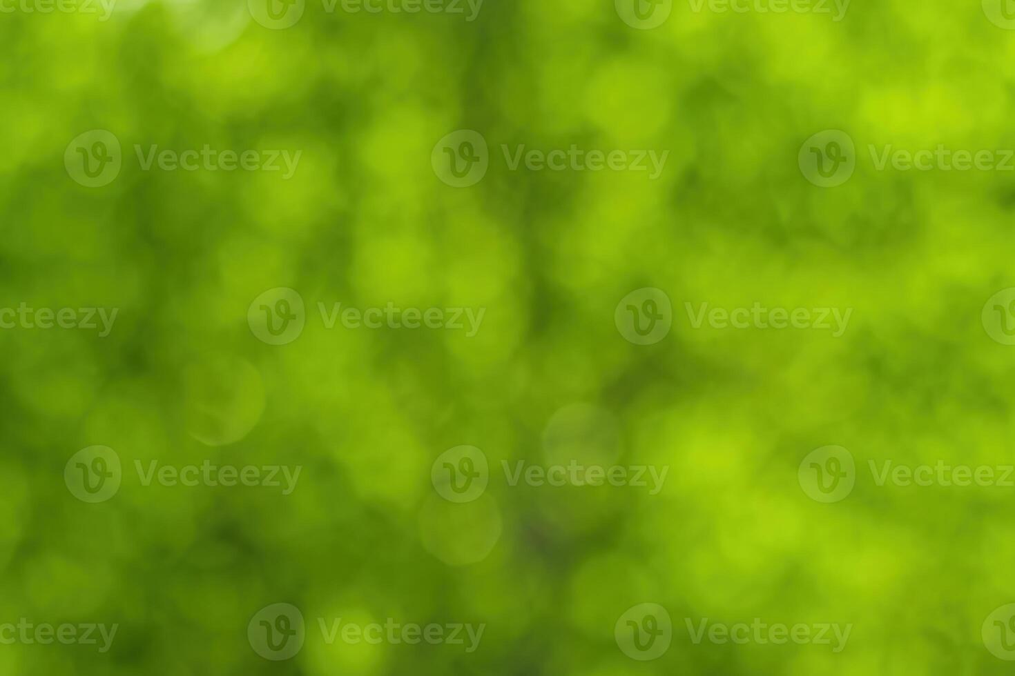 Blurred bokeh background image of bright green foliage in spring or summer. photo