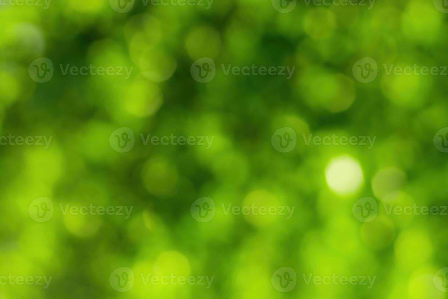 Blurred bokeh background image of bright green foliage in spring or summer. photo