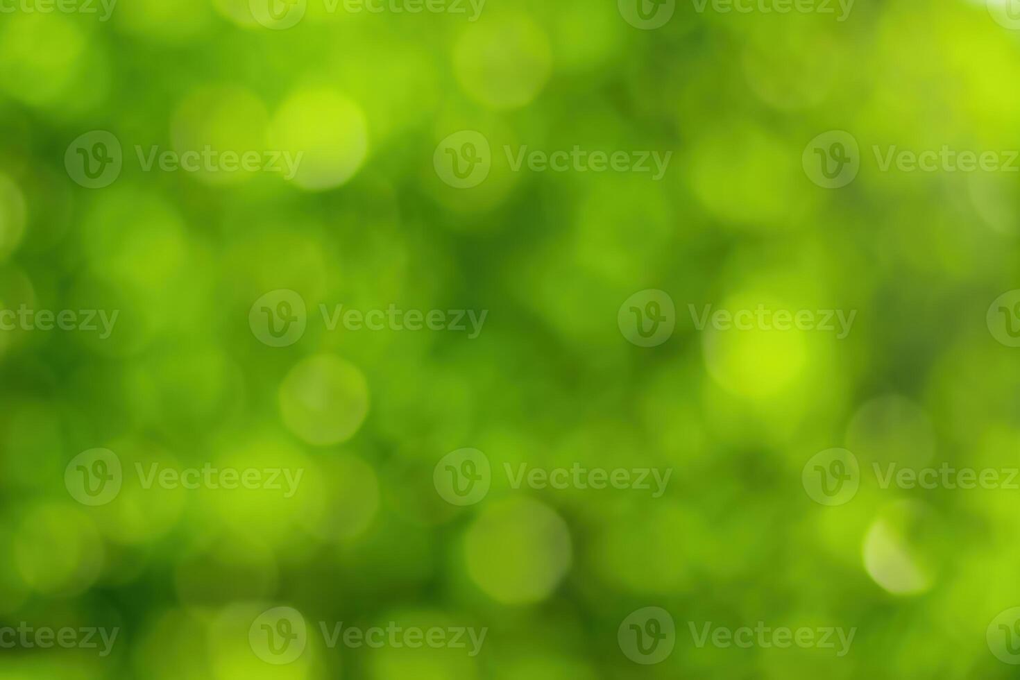 Blurred bokeh background image of bright green foliage in spring or summer. photo
