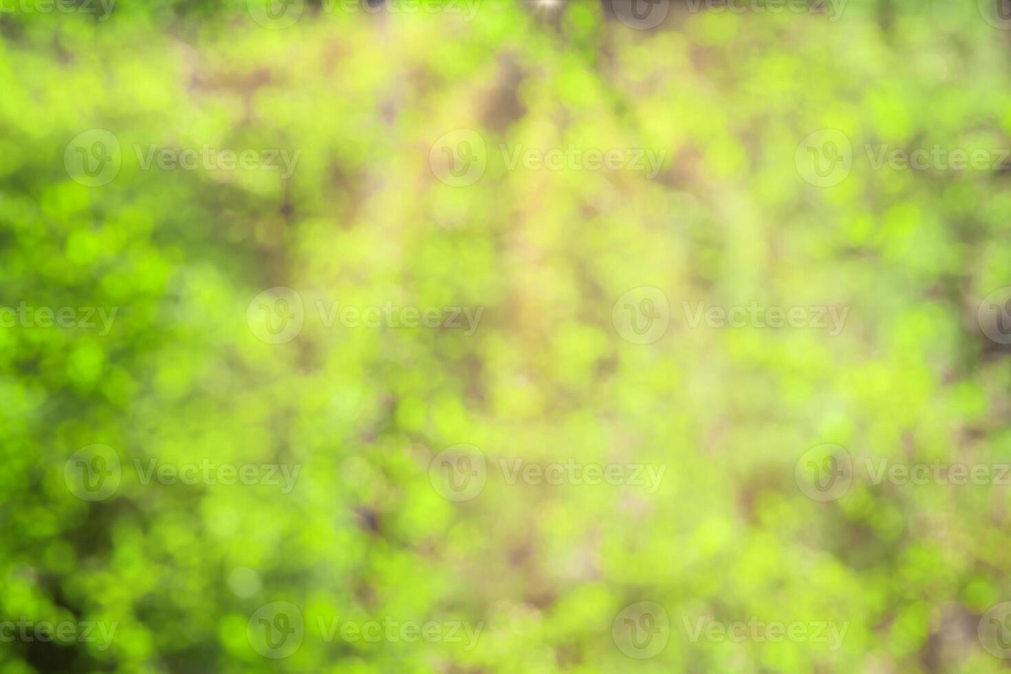 Blurred bokeh background image of bright green foliage and sunbeams in spring or summer. photo