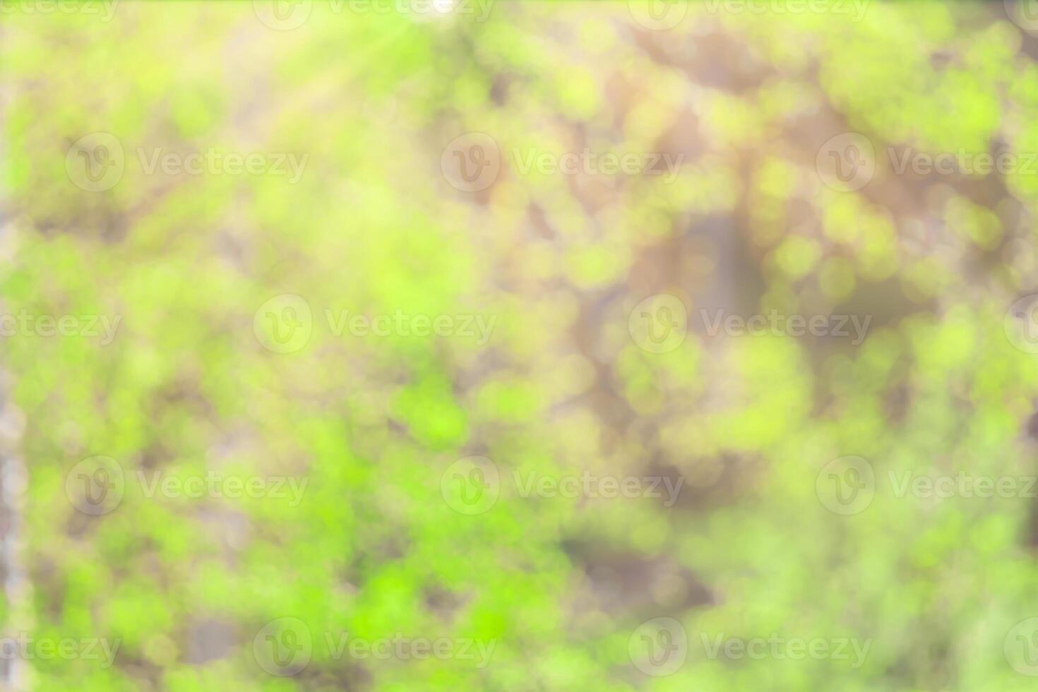 Blurred bokeh background image of bright green foliage and sunbeams in spring or summer. photo