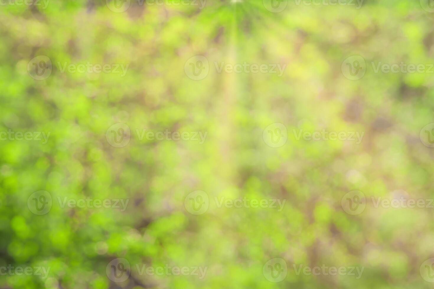 Blurred bokeh background image of bright green foliage and sunbeams in spring or summer. photo