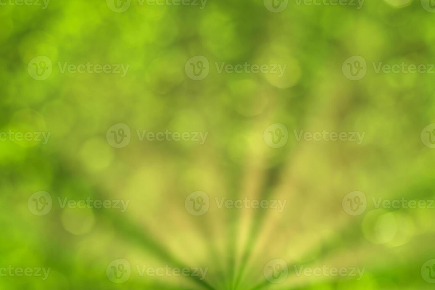 Blurred bokeh background image of bright green foliage and sunbeams in spring or summer. photo