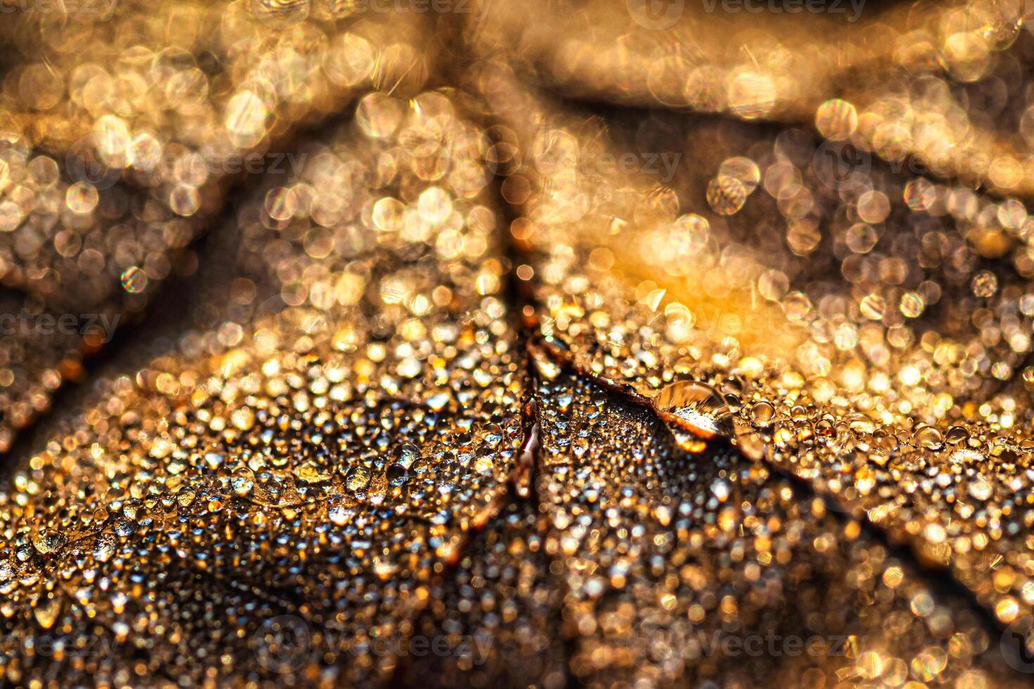 Dew drops on an autumn fallen leaf, shimmering in the sun, shot in close-up with bokeh. Abstract macro background. photo