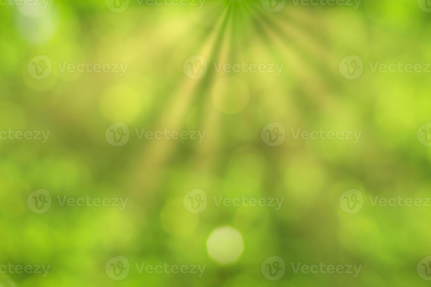 Blurred bokeh background image of bright green foliage and sunbeams in spring or summer. photo