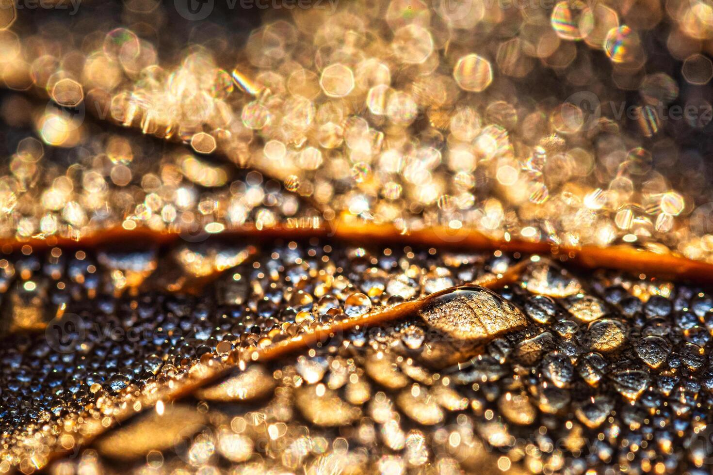 Dew drops on an autumn fallen leaf, shimmering in the sun, shot in close-up with bokeh. Abstract macro background. photo