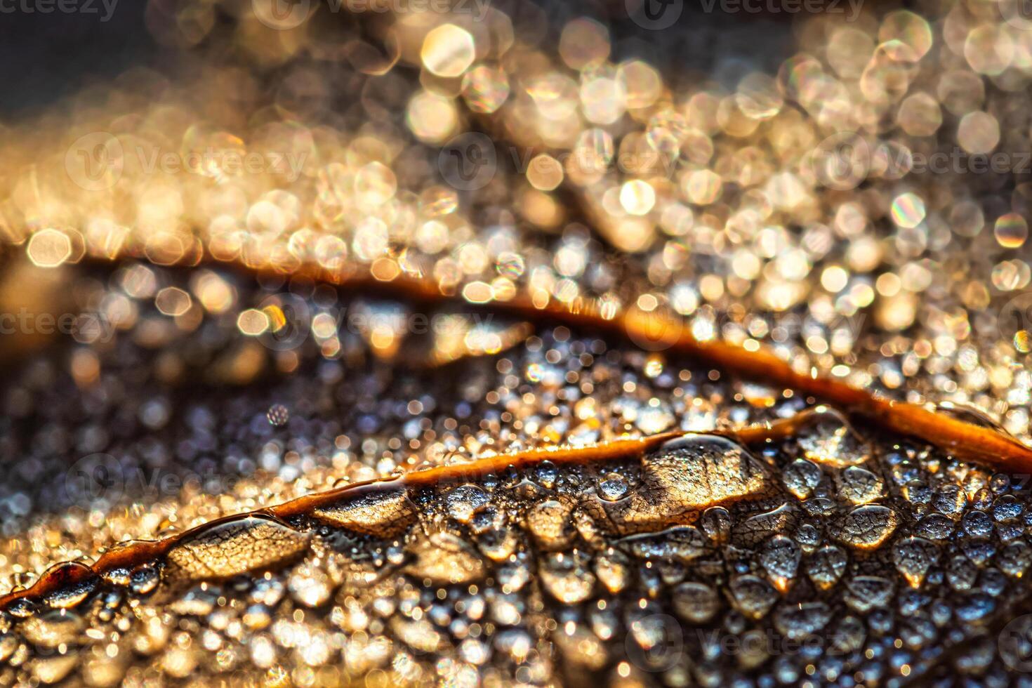 Dew drops on an autumn fallen leaf, shimmering in the sun, shot in close-up with bokeh. Abstract macro background. photo