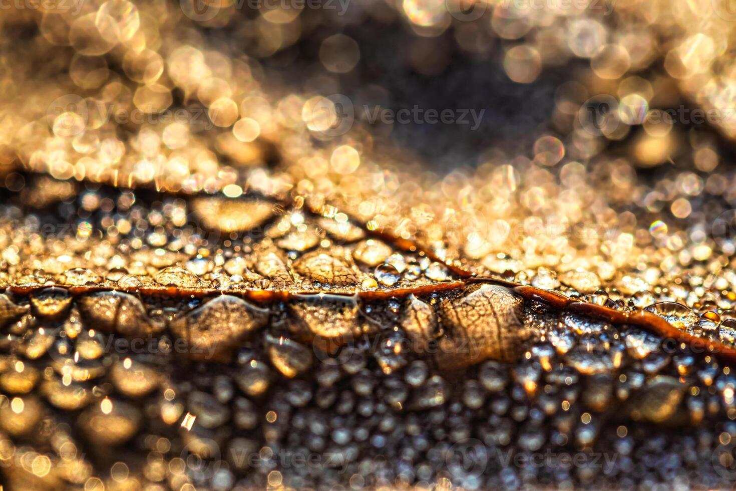 Dew drops on an autumn fallen leaf, shimmering in the sun, shot in close-up with bokeh. Abstract macro background. photo