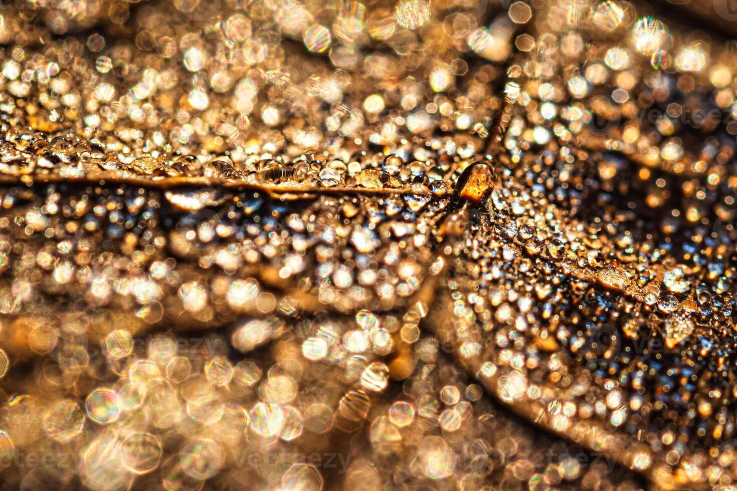 Dew drops on an autumn fallen leaf, shimmering in the sun, shot in close-up with bokeh. Abstract macro background. photo