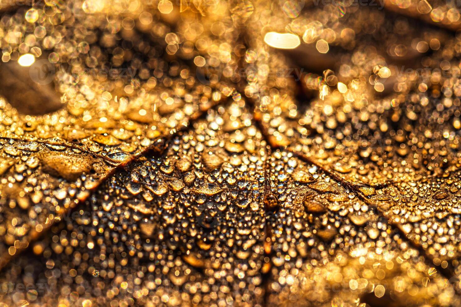 Dew drops on an autumn fallen leaf, shimmering in the sun, shot in close-up with bokeh. Abstract macro background. photo