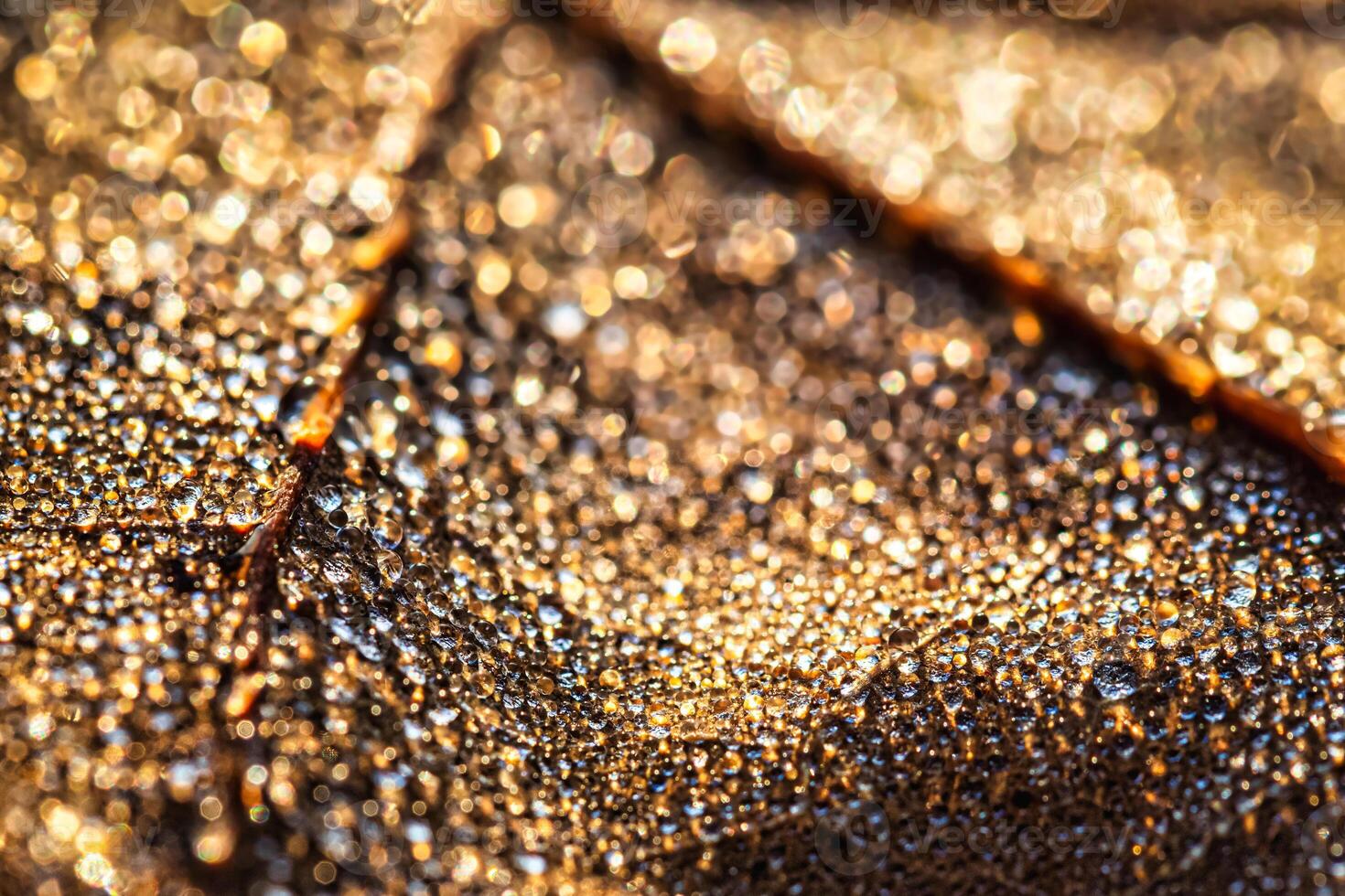 Dew drops on an autumn fallen leaf, shimmering in the sun, shot in close-up with bokeh. Abstract macro background. photo