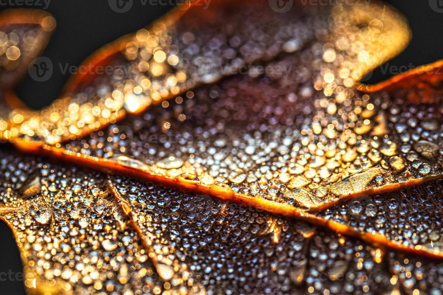 Dew drops on an autumn fallen leaf, shimmering in the sun, shot in close-up with bokeh. Abstract macro background. photo