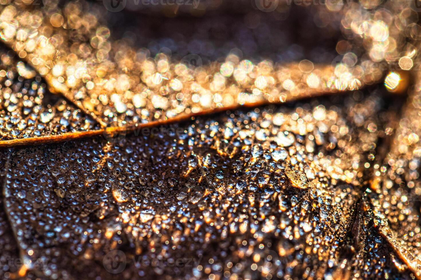 Dew drops on an autumn fallen leaf, shimmering in the sun, shot in close-up with bokeh. Abstract macro background. photo