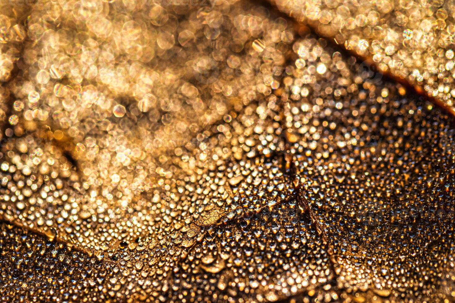 Dew drops on an autumn fallen leaf, shimmering in the sun, shot in close-up with bokeh. Abstract macro background. photo