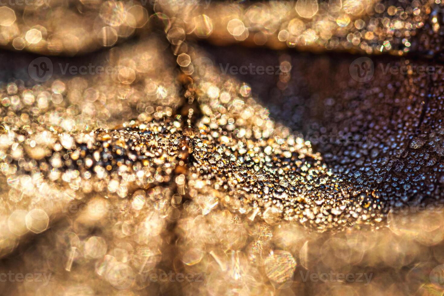 Dew drops on an autumn fallen leaf, shimmering in the sun, shot in close-up with bokeh. Abstract macro background. photo