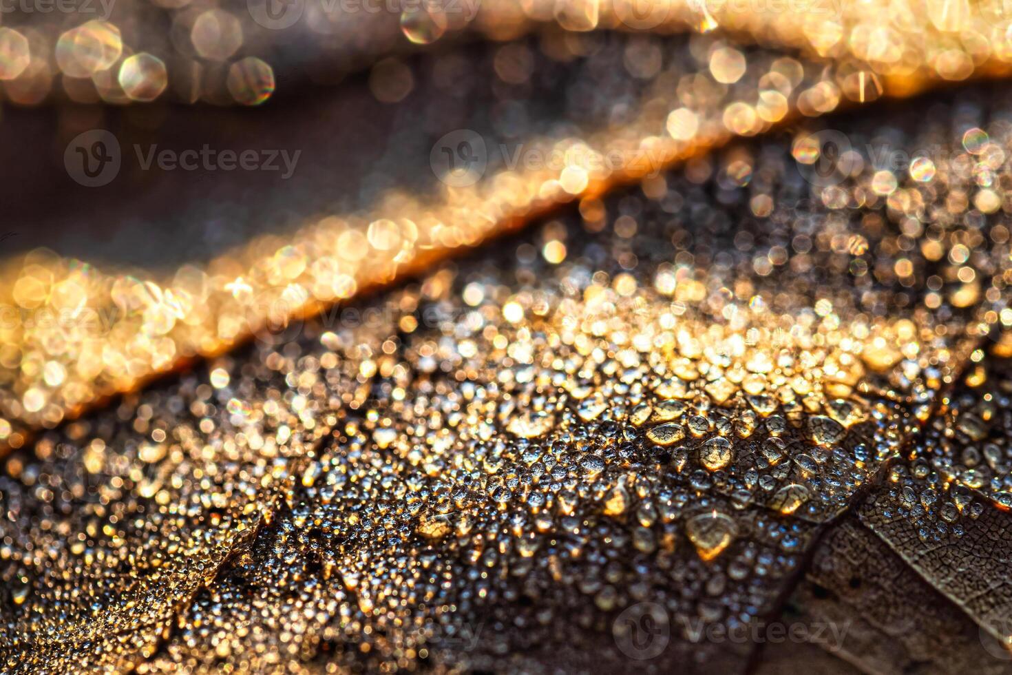 Dew drops on an autumn fallen leaf, shimmering in the sun, shot in close-up with bokeh. Abstract macro background. photo