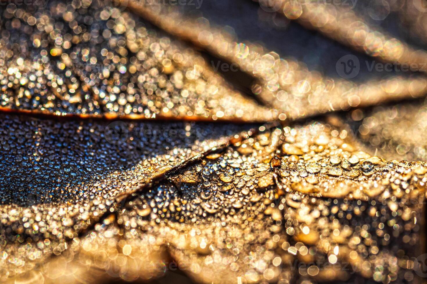 Dew drops on an autumn fallen leaf, shimmering in the sun, shot in close-up with bokeh. Abstract macro background. photo