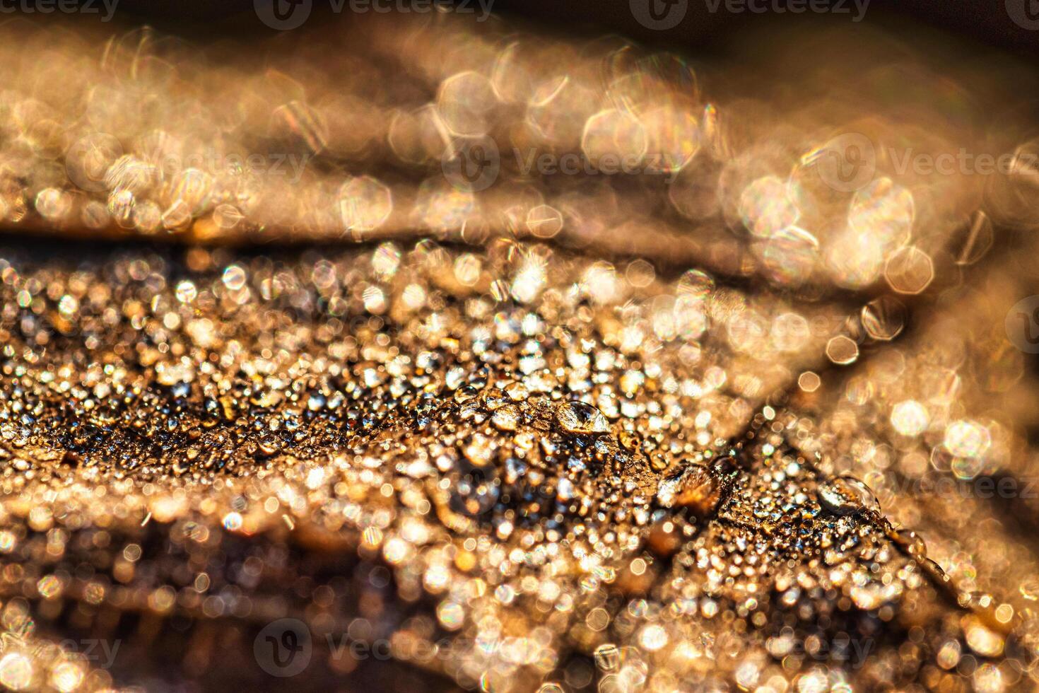 Dew drops on an autumn fallen leaf, shimmering in the sun, shot in close-up with bokeh. Abstract macro background. photo