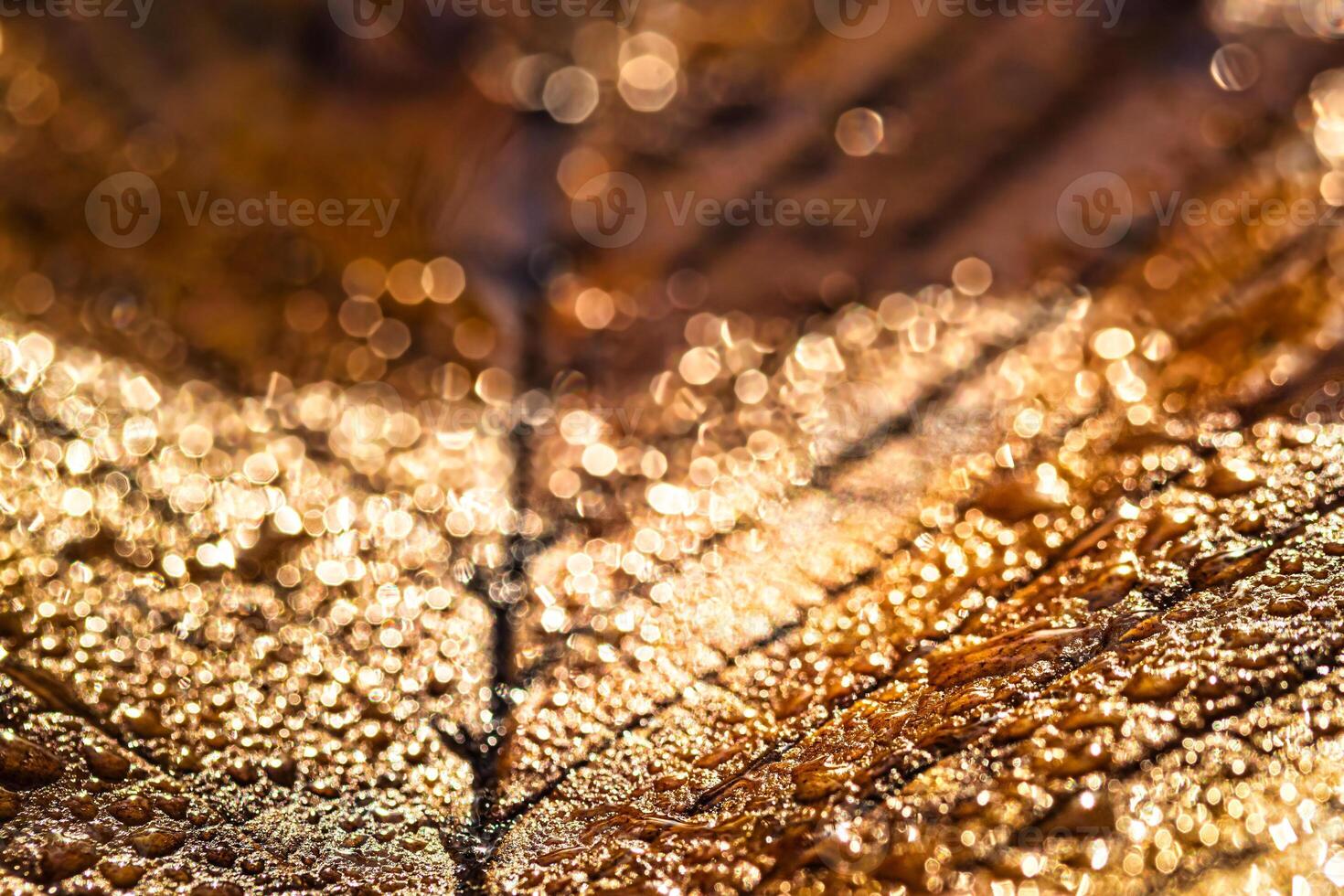 Dew drops on an autumn fallen leaf, shimmering in the sun, shot in close-up with bokeh. Abstract macro background. photo