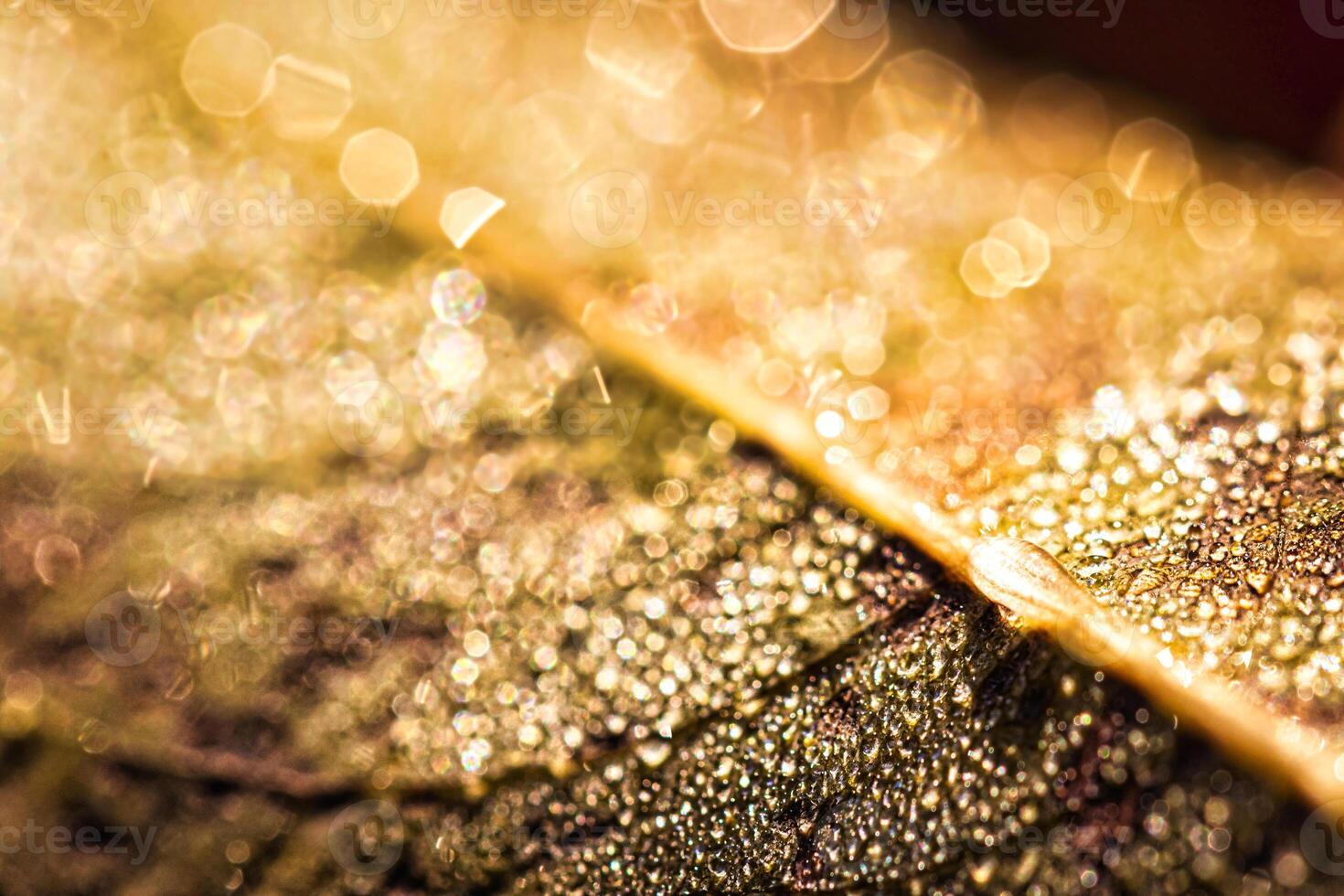 Dew drops on an autumn fallen leaf, shimmering in the sun, shot in close-up with bokeh. Abstract macro background. photo