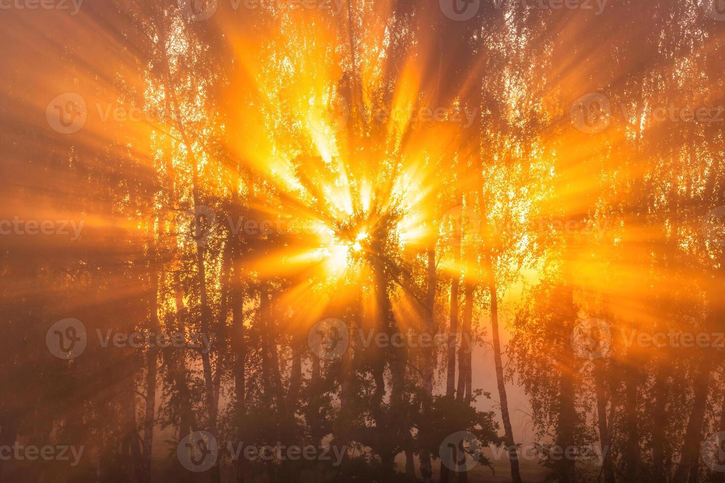 Sunrise with sunrays cutting through trees in fog in autumn morning. photo