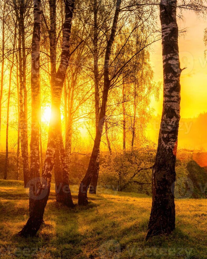 Sunrise or sunset in a spring birch forest with rays of sun shining through tree trunks by shadows and young green grass. photo