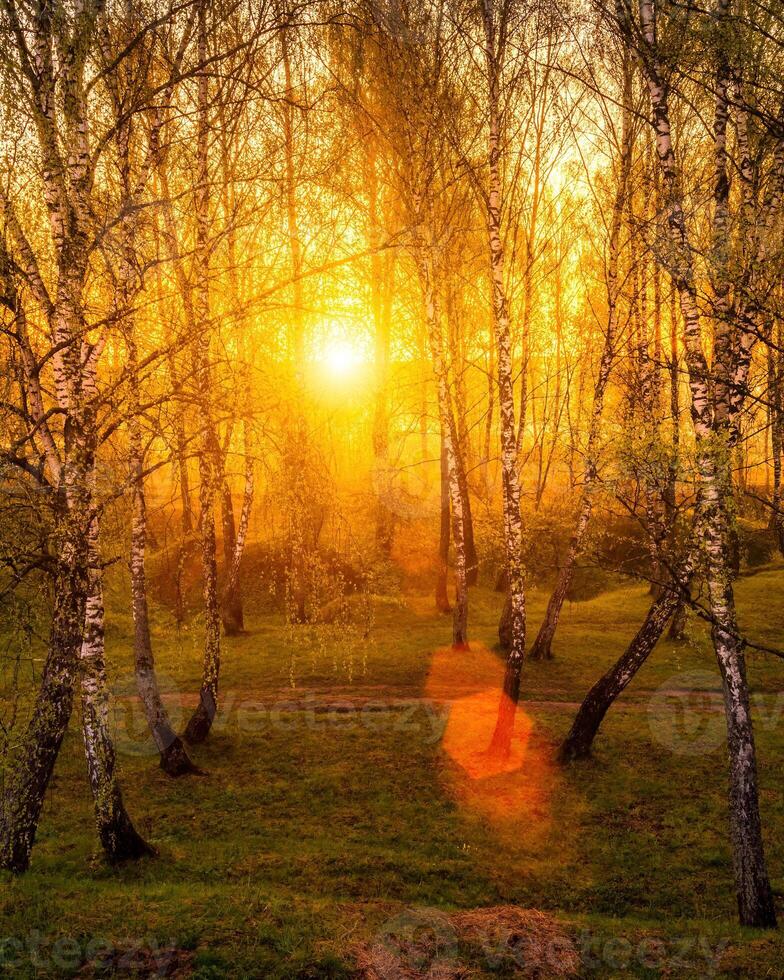 Sunrise or sunset in a spring birch forest with rays of sun shining through tree trunks by shadows and young green grass. photo