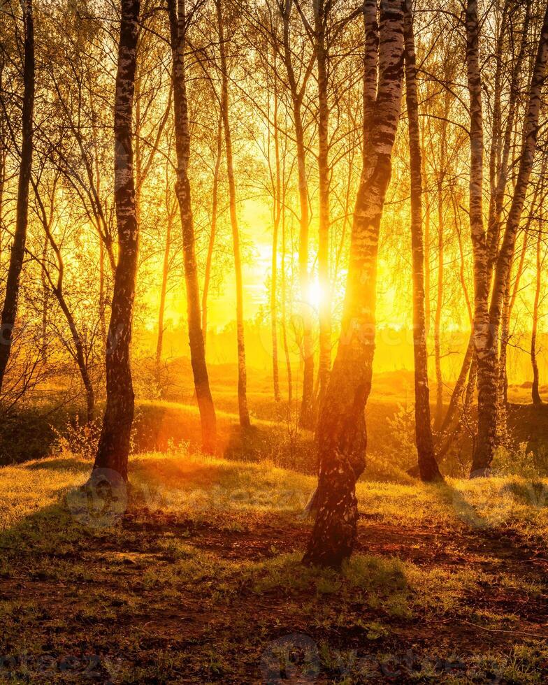 Sunrise or sunset in a spring birch forest with rays of sun shining through tree trunks by shadows and young green grass. photo