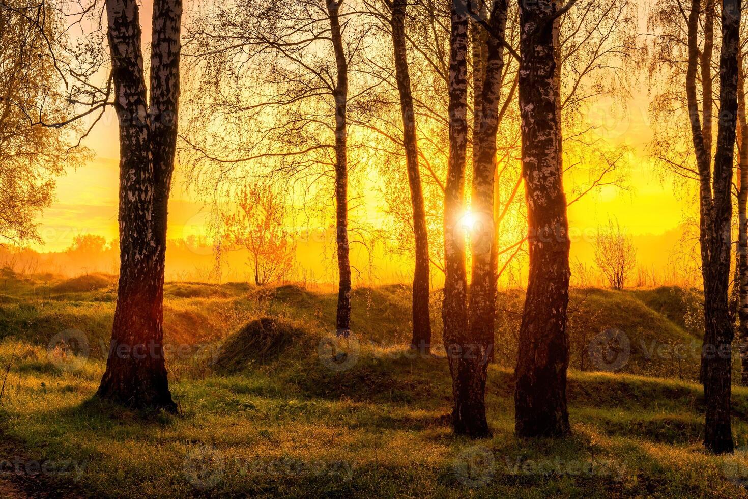 Sunrise or sunset in a spring birch forest with rays of sun shining through tree trunks by shadows and young green grass. photo