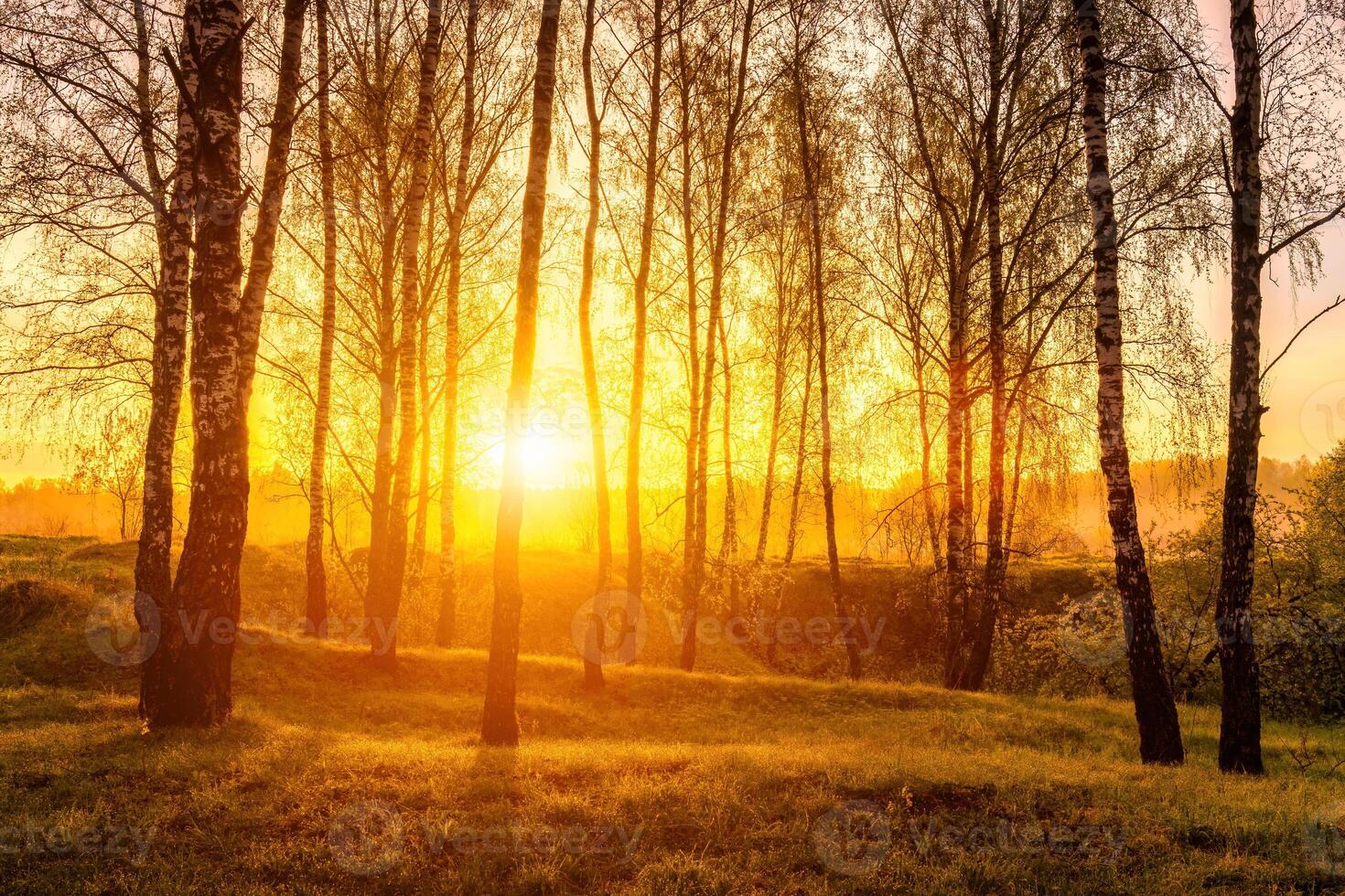 Sunrise or sunset in a spring birch forest with rays of sun shining through tree trunks by shadows and young green grass. photo