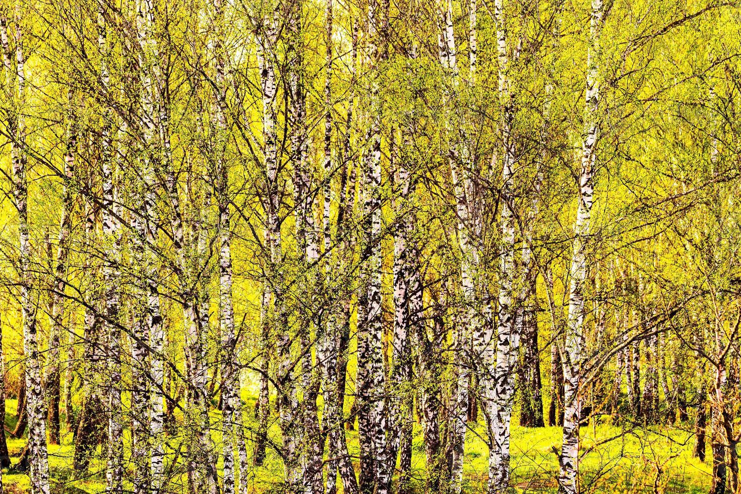 Birch branches covered with young bright foliage and illuminated by the sun in the spring. photo